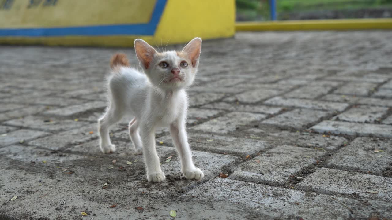 一只街头小猫走向镜头视频下载