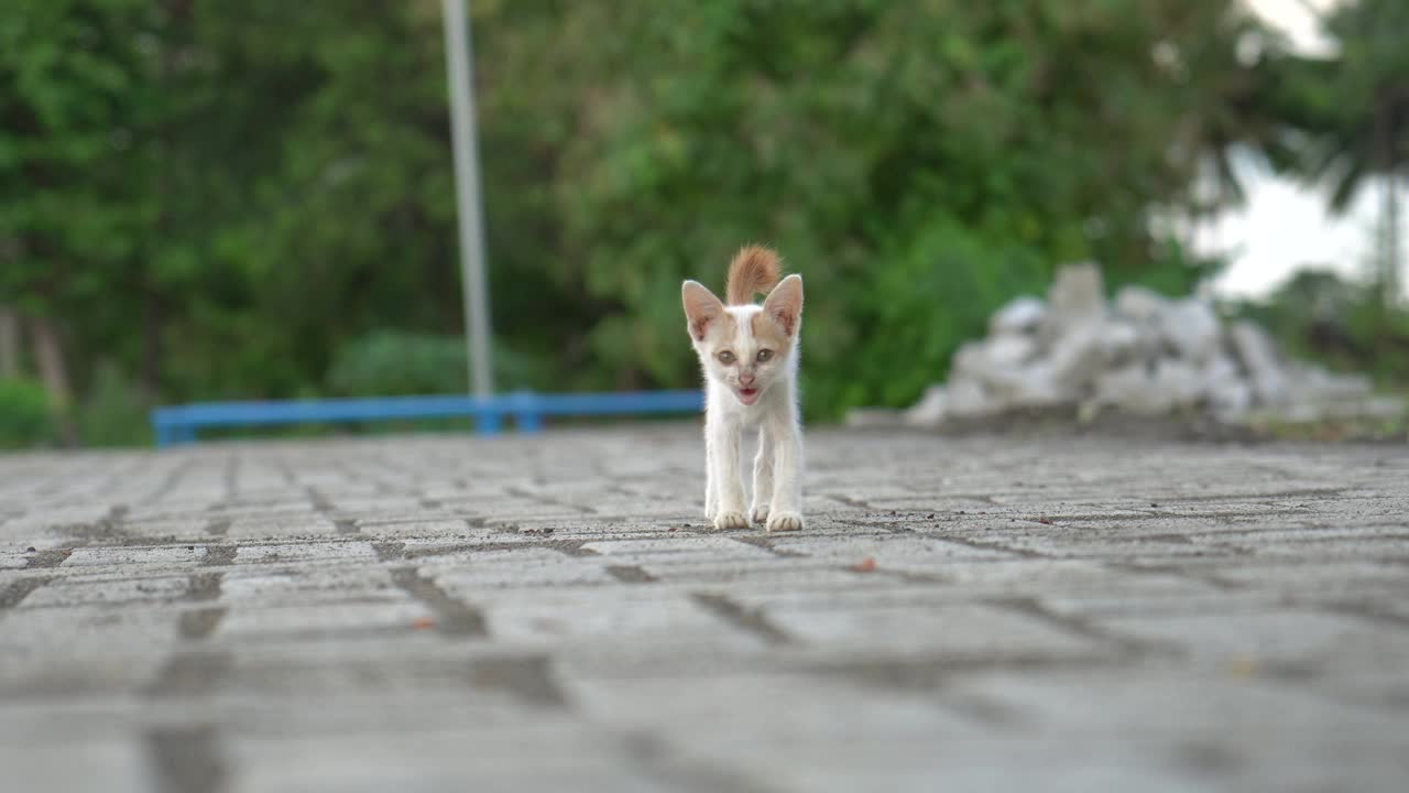 一只街头小猫走向镜头视频下载