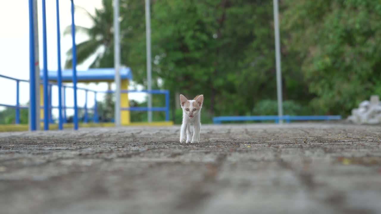 一只街头小猫走向镜头视频下载