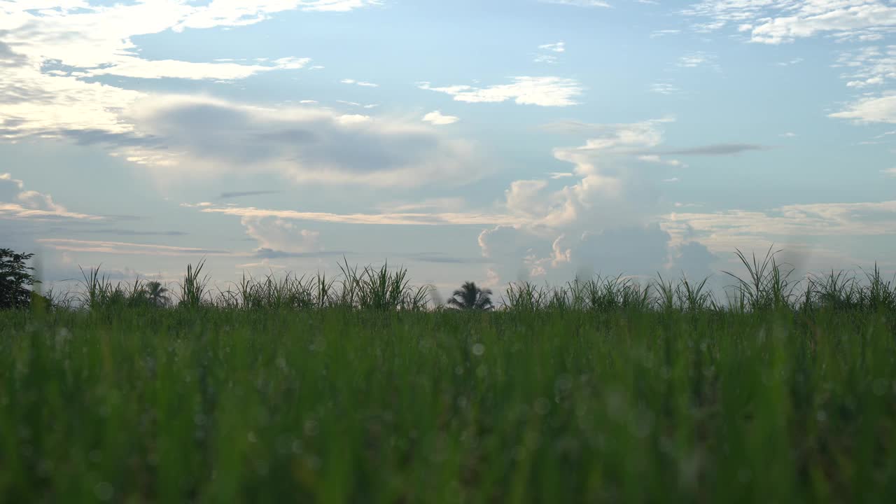 清晨稻田的景色。视频素材