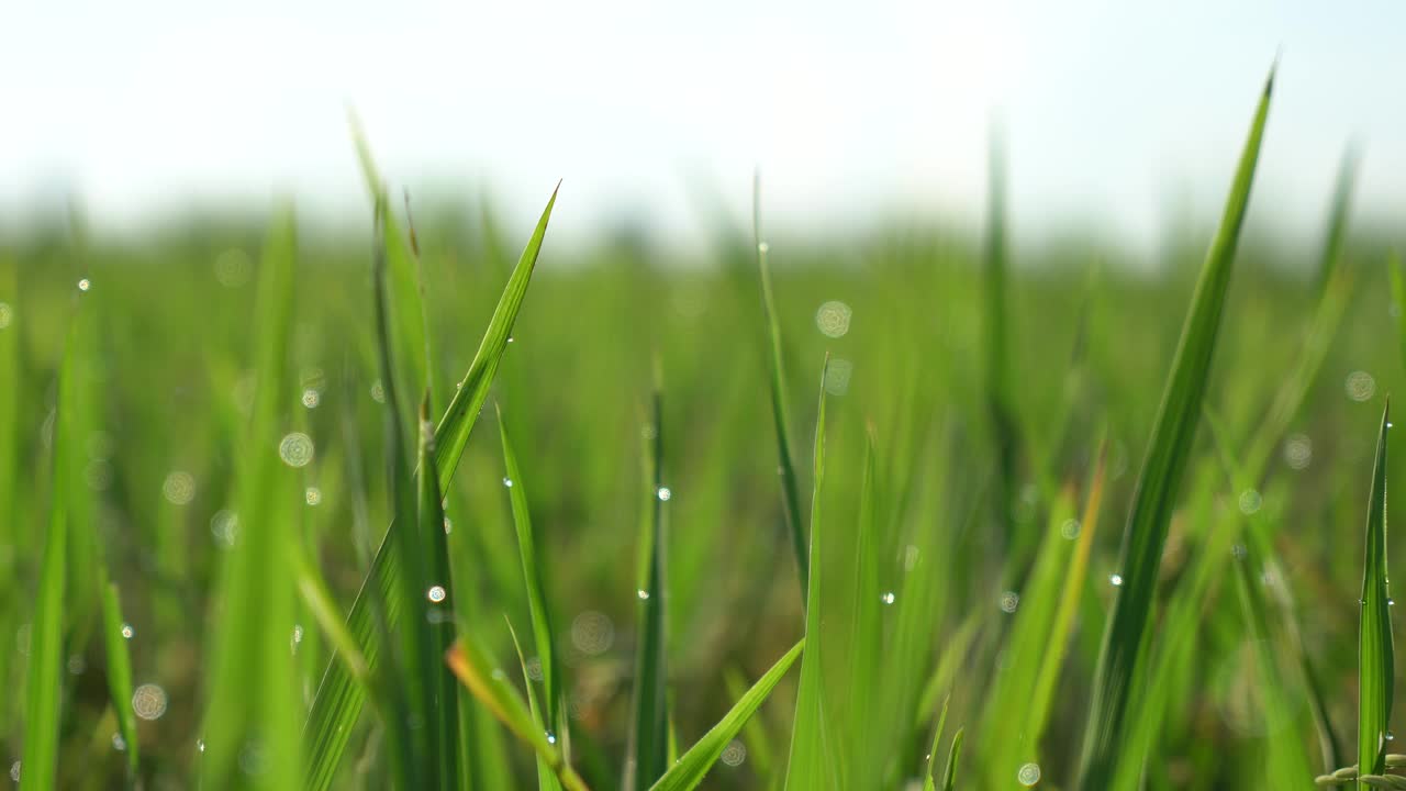 绿叶上有露珠的绿米特写视频素材