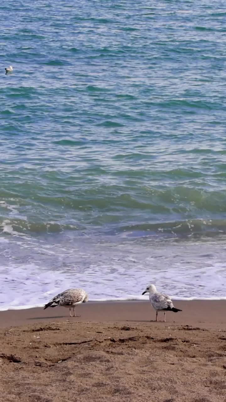 海鸥站在沙滩上，面对着破碎的海浪。多只海鸥，站着，聚集在海边。海鸥，站着，观察大海，平静的景象视频素材