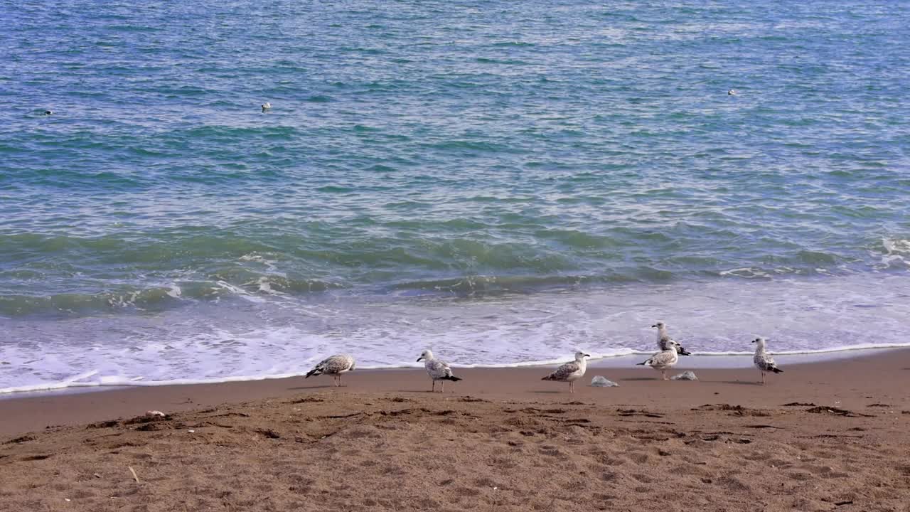 海鸥站在沙滩上，面对着破碎的海浪。多只海鸥，站着，聚集在海边。海鸥，站着，观察大海，平静的景象视频素材