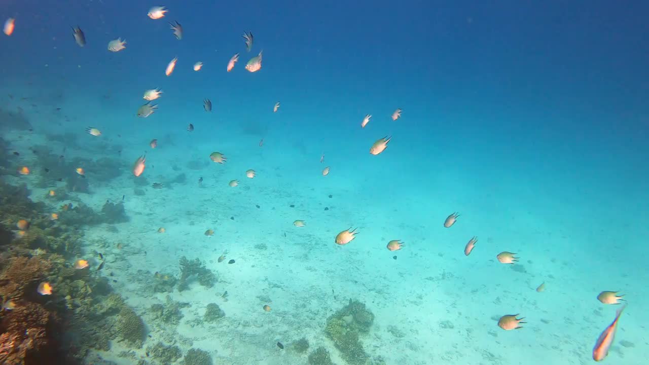 埃及赫尔格达红海的珊瑚礁视频素材