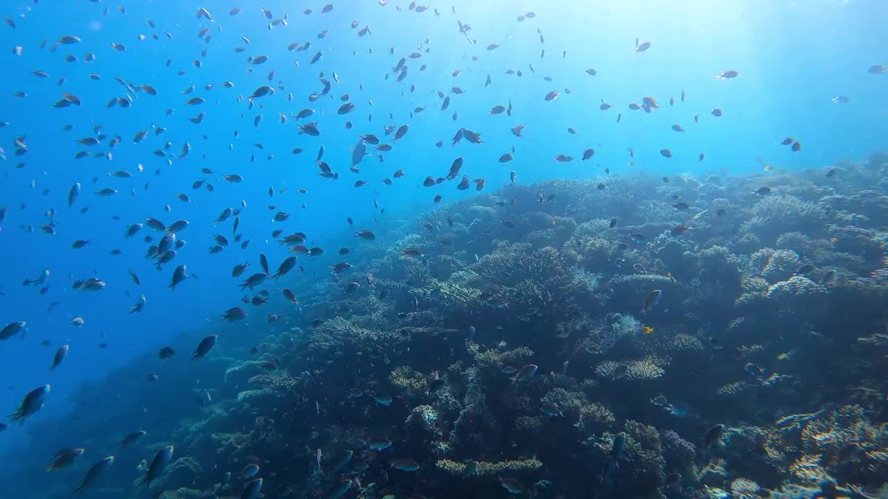 埃及赫尔格达红海的珊瑚礁视频素材