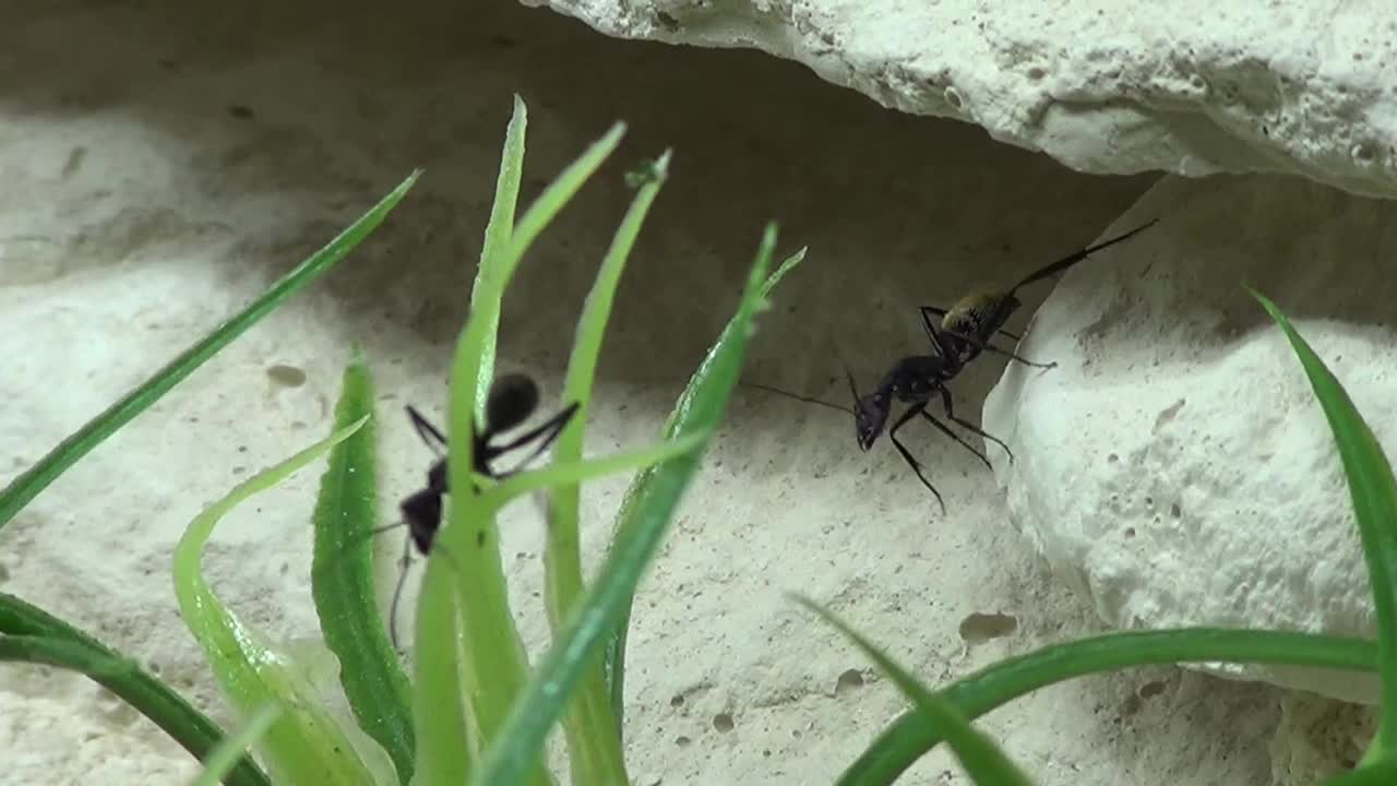 蚁后和蚂蚁用苍蝇喂蚁后视频素材