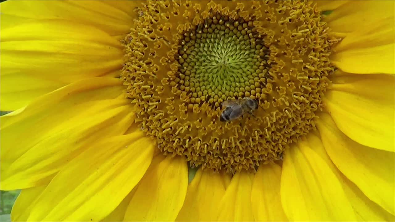 蜜蜂近距离采集向日葵花蜜视频下载