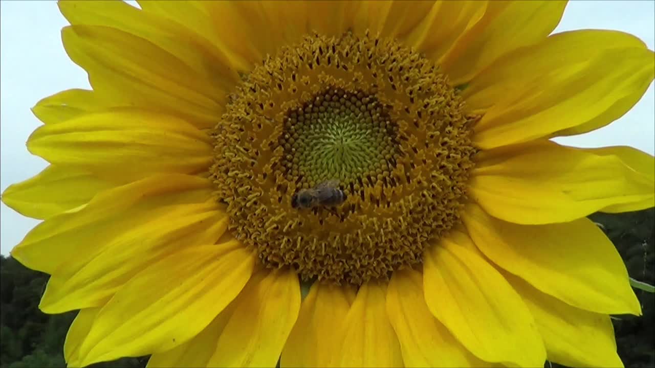 蜜蜂近距离采集向日葵花蜜视频下载