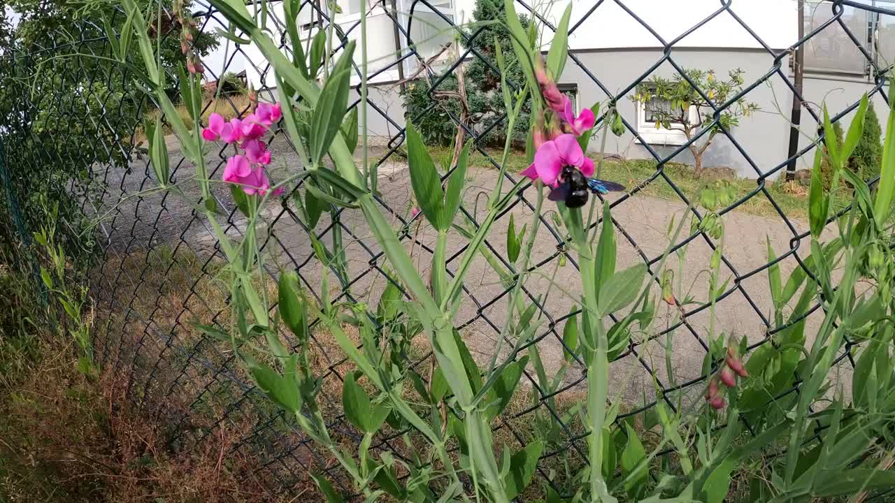 紫木蜂(Xylocopa violacea)视频下载