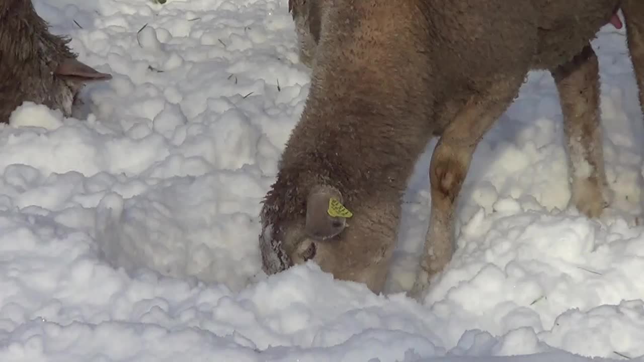 冬天雪地上的绵羊和小羊羔视频素材