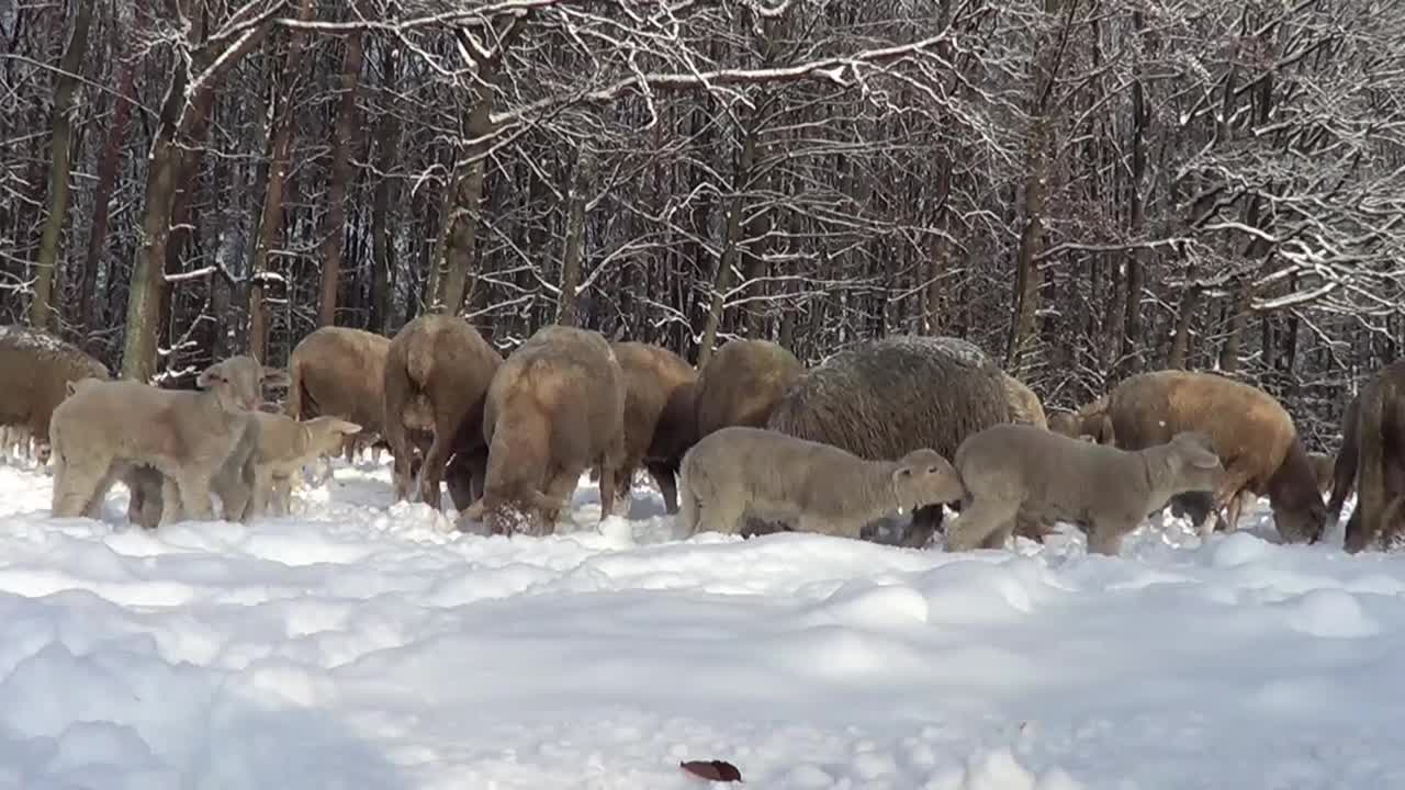 冬天雪地上的绵羊和小羊羔视频下载