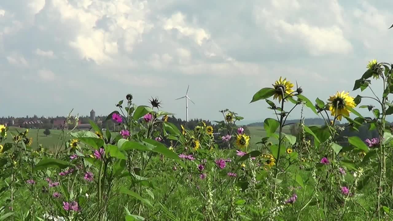 风力涡轮机前的花朵。德国的绿色能源视频下载