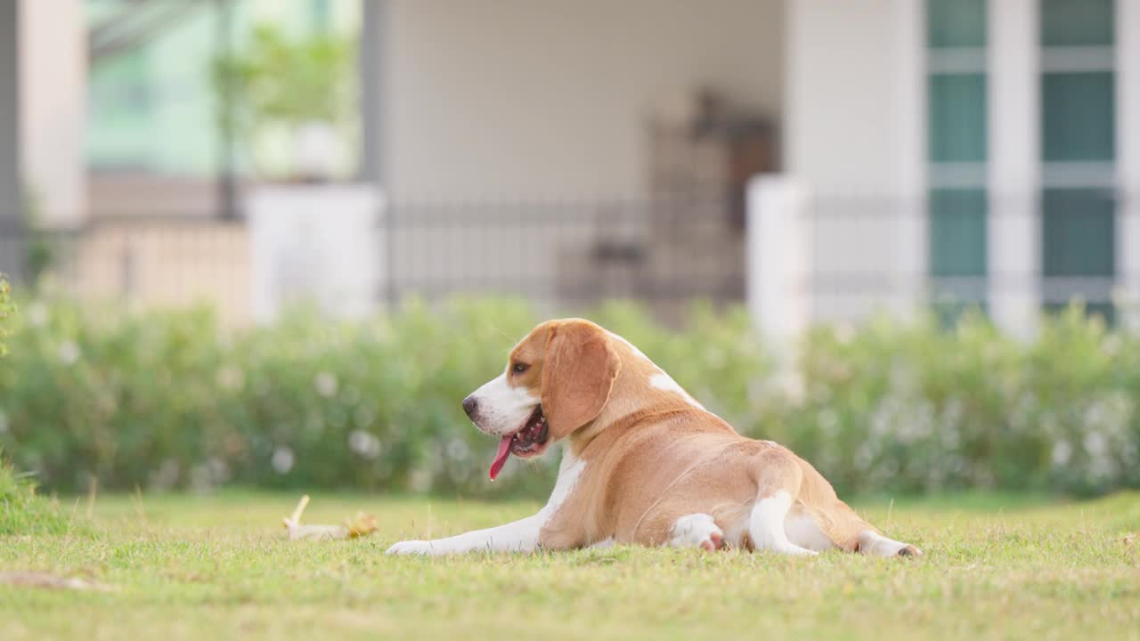 可爱的小狗比格犬画像在一个晚上的花园。萌宠概念视频素材