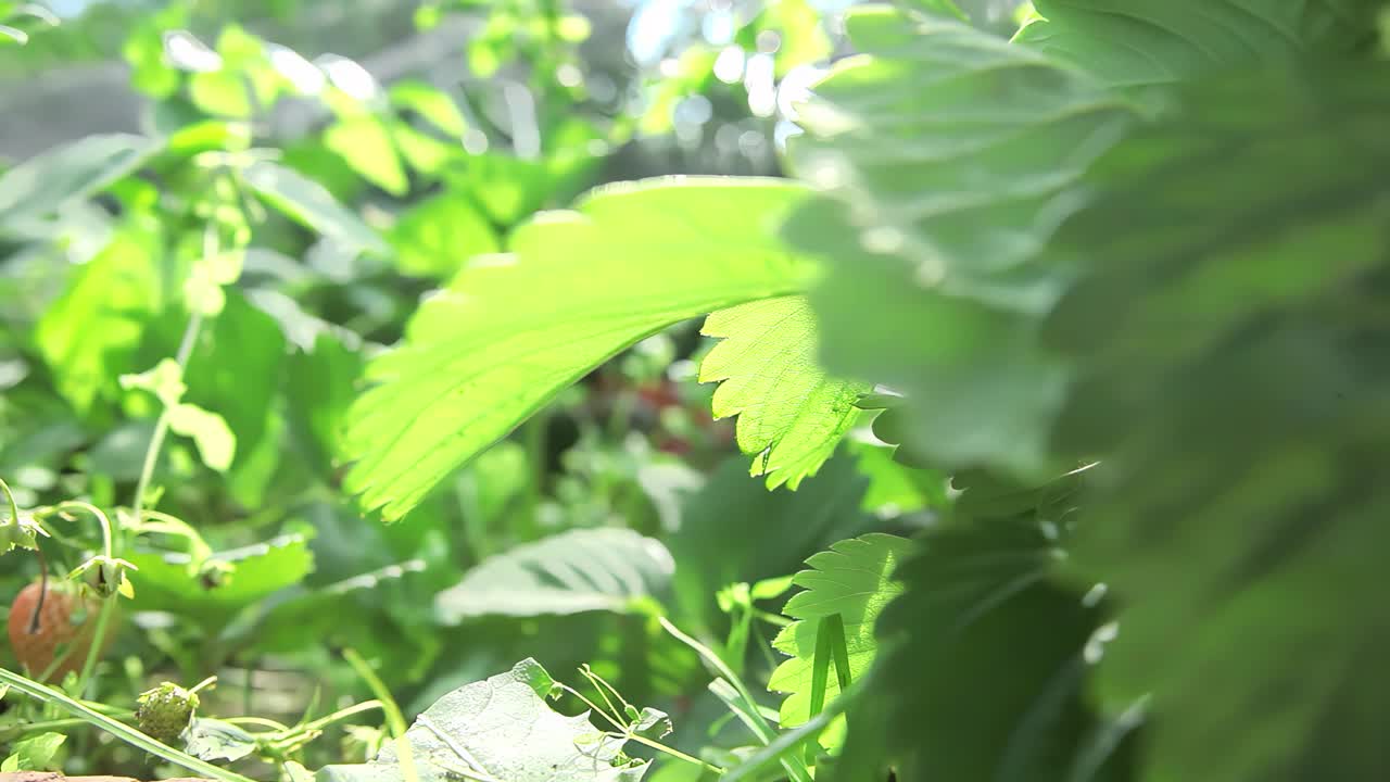 全景特写多汁的草莓灌木在绿色的床上视频素材