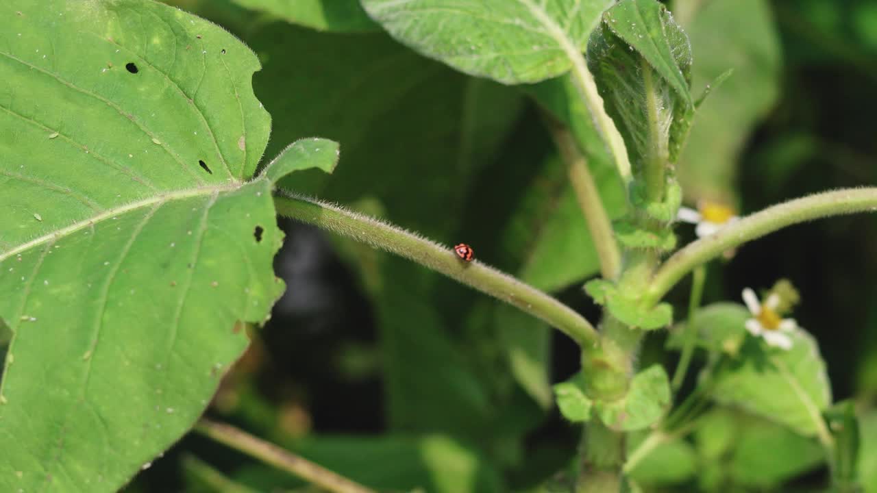 瓢虫在植物上的旅程视频素材