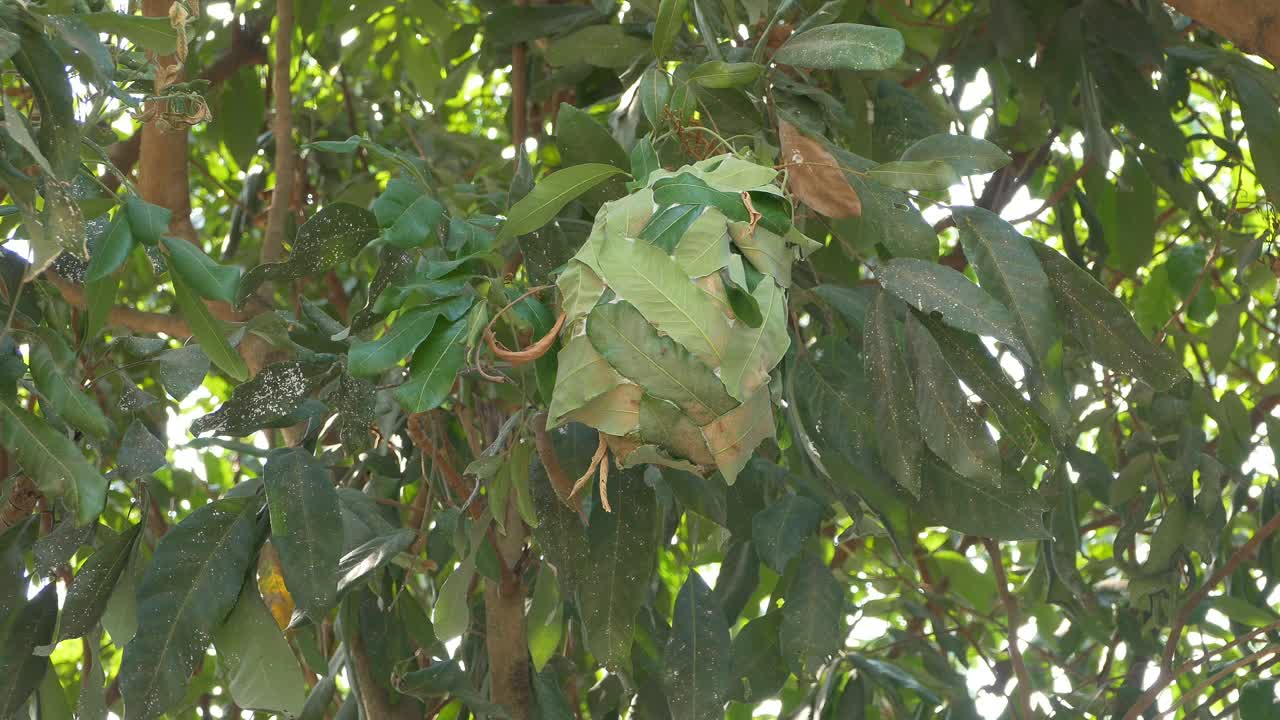 收集红蚁卵，干燥森林大气视频素材