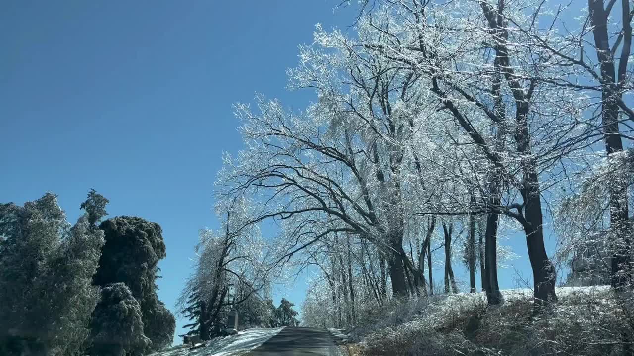 闪闪发光的森林视频下载