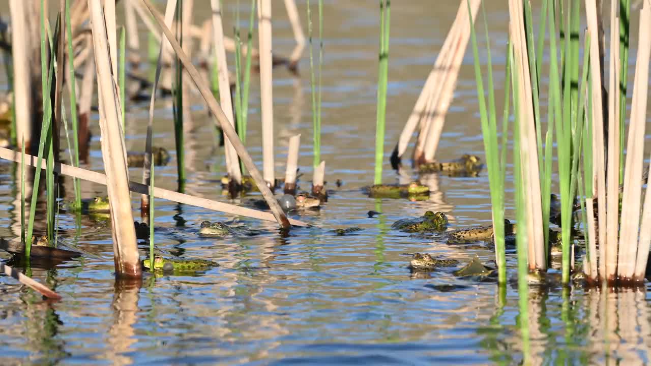 绿沼泽蛙(Pelophylax ridibundus)在美丽的灯光下呱呱叫着视频素材