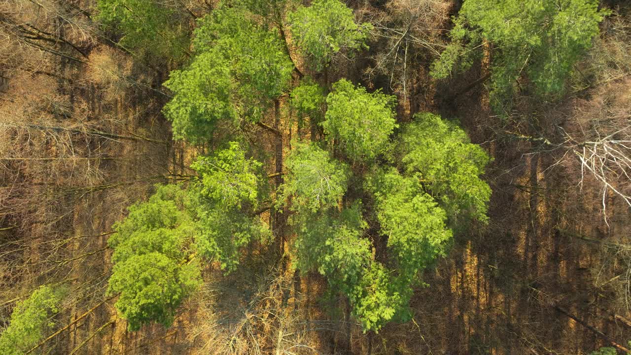 无人机鸟瞰图降落在稀疏的绿色树冠上，金色的光线视频素材