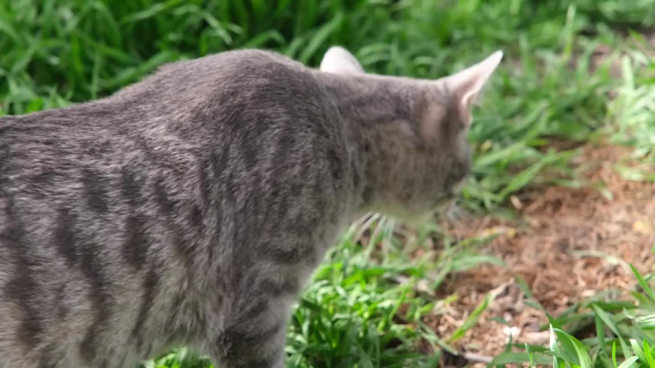 灰虎斑猫在草地上散步，玩狩猎游戏视频素材