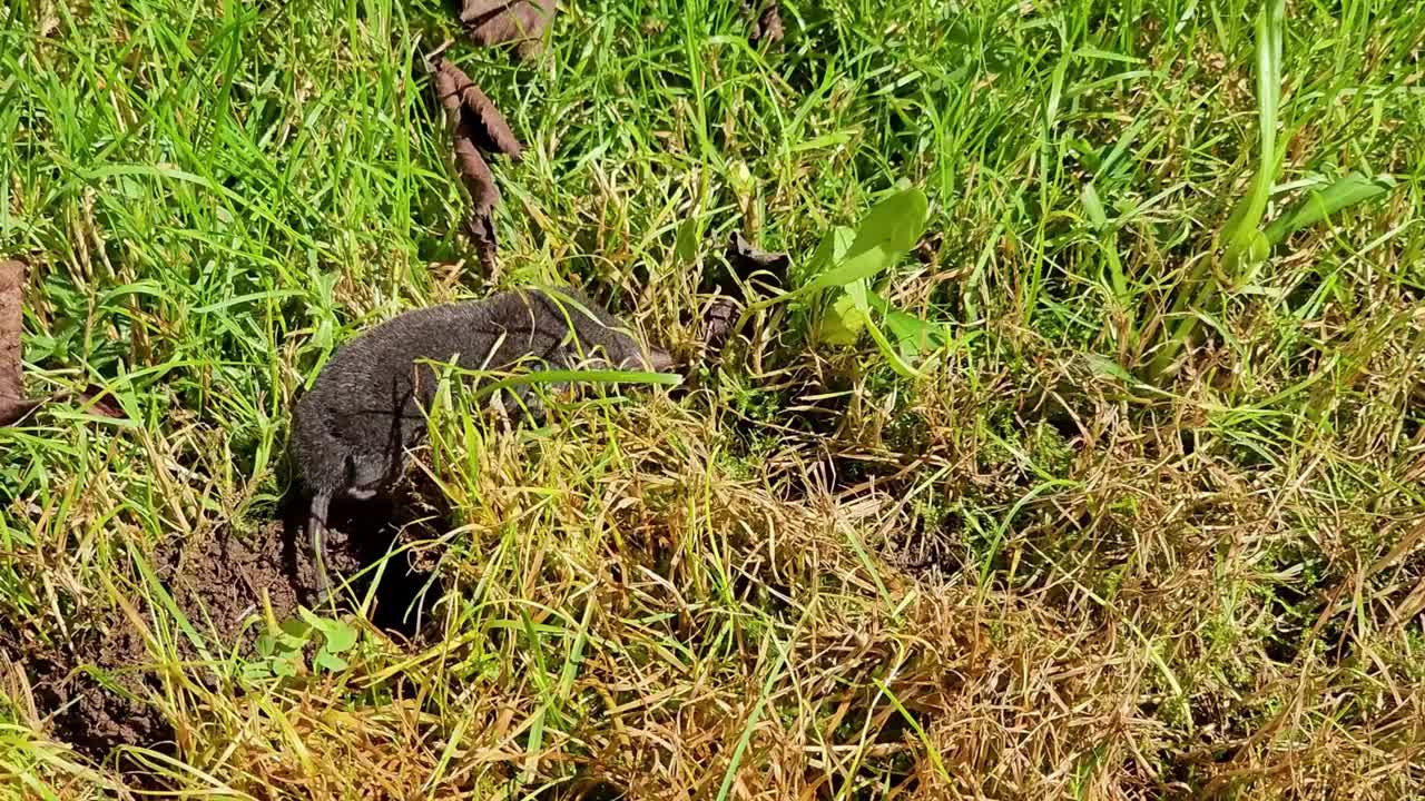 草地上的鼹鼠视频下载