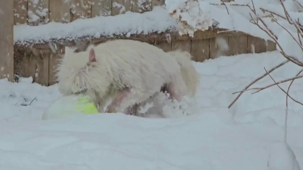 在雪地里拿着老球的西施视频素材