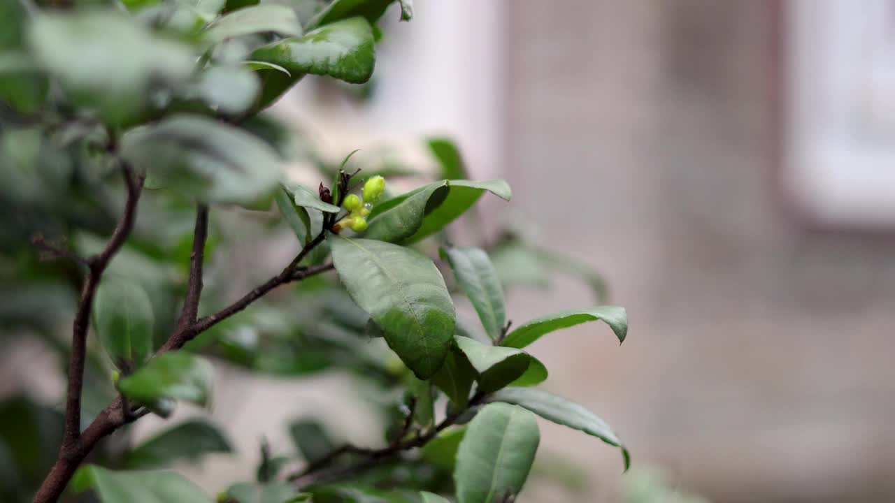 开花植物随着时间的推移视频素材