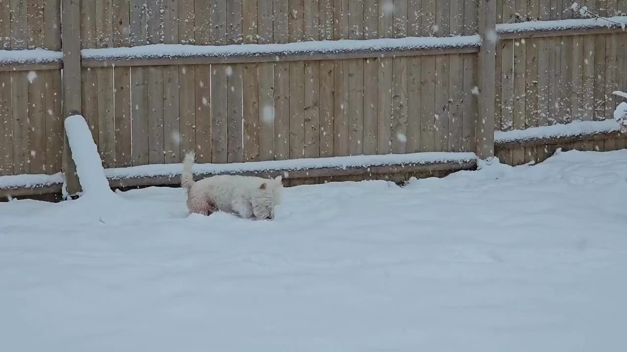 狗在雪地里玩耍视频素材