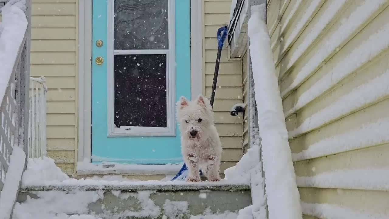 下雪时在楼梯上耍滑头视频下载