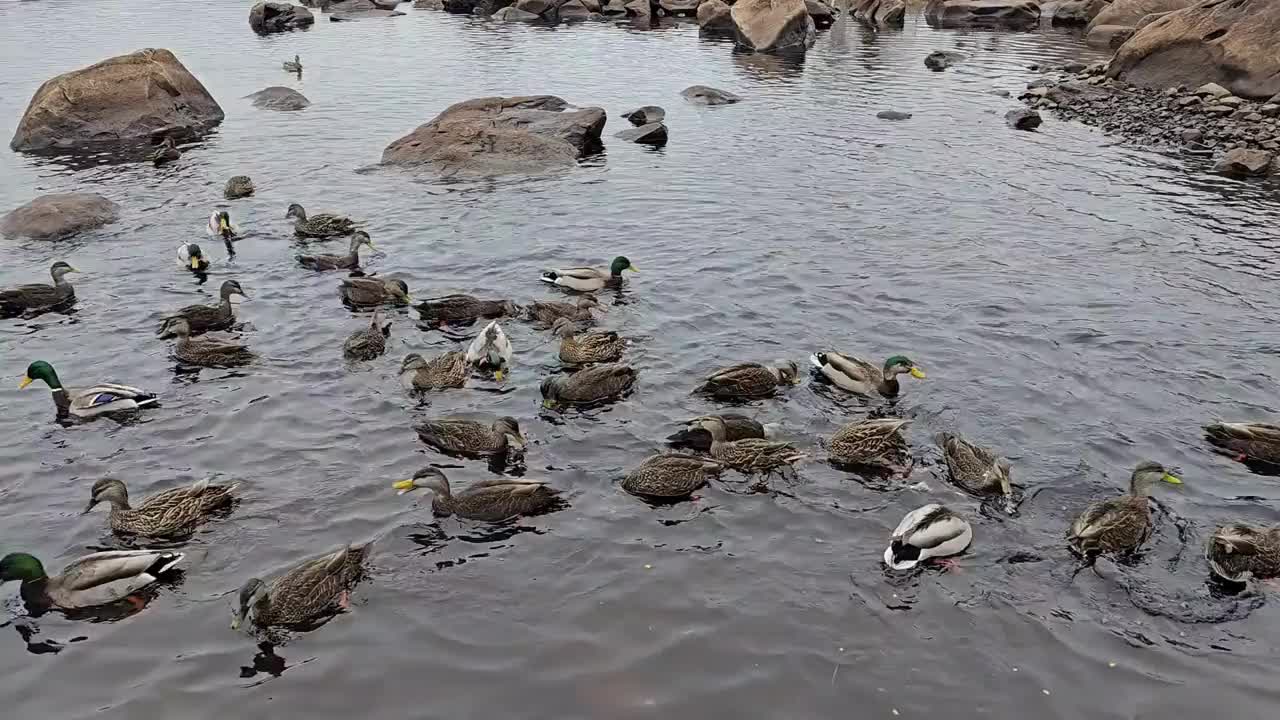 一群鸭子靠近海岸线视频下载