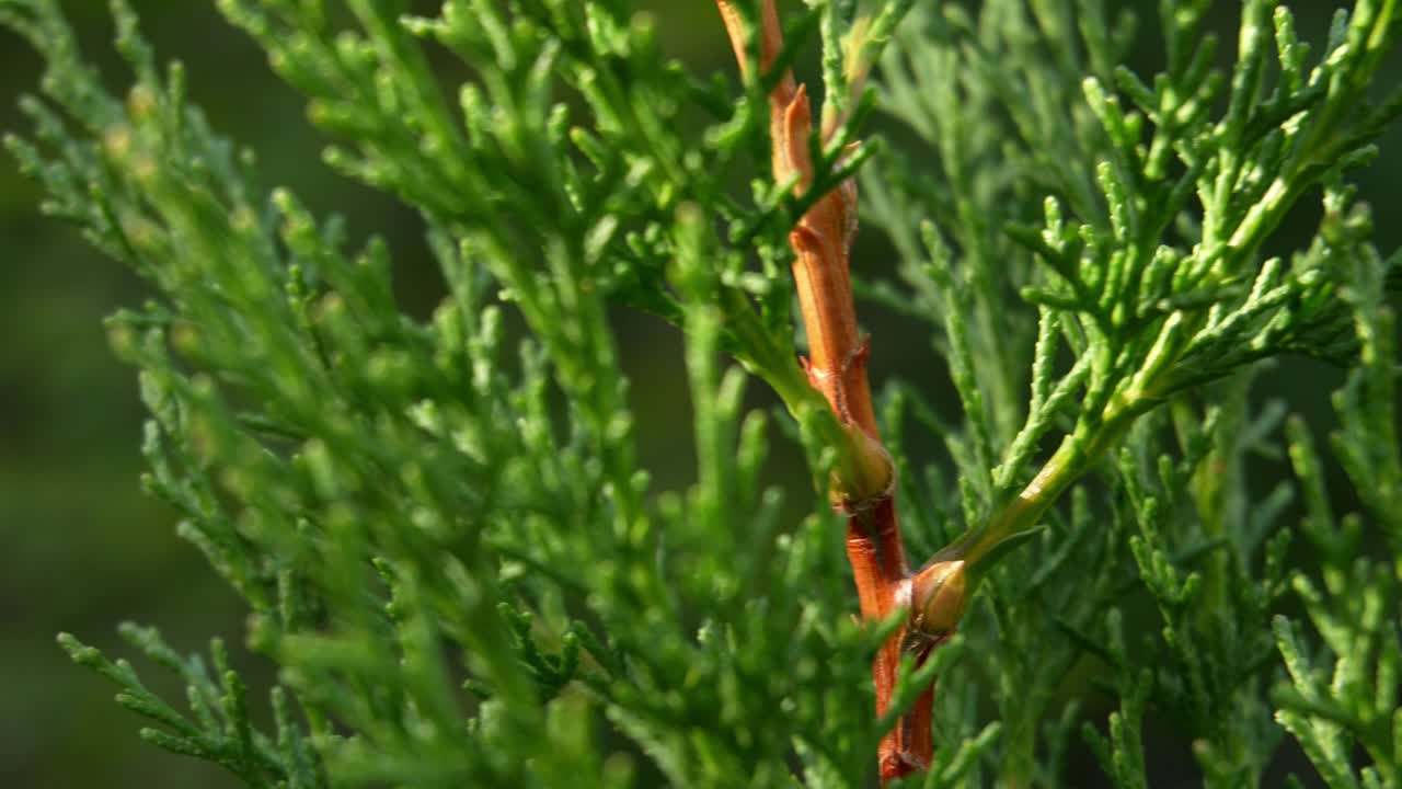 绿枝针叶植物视频素材