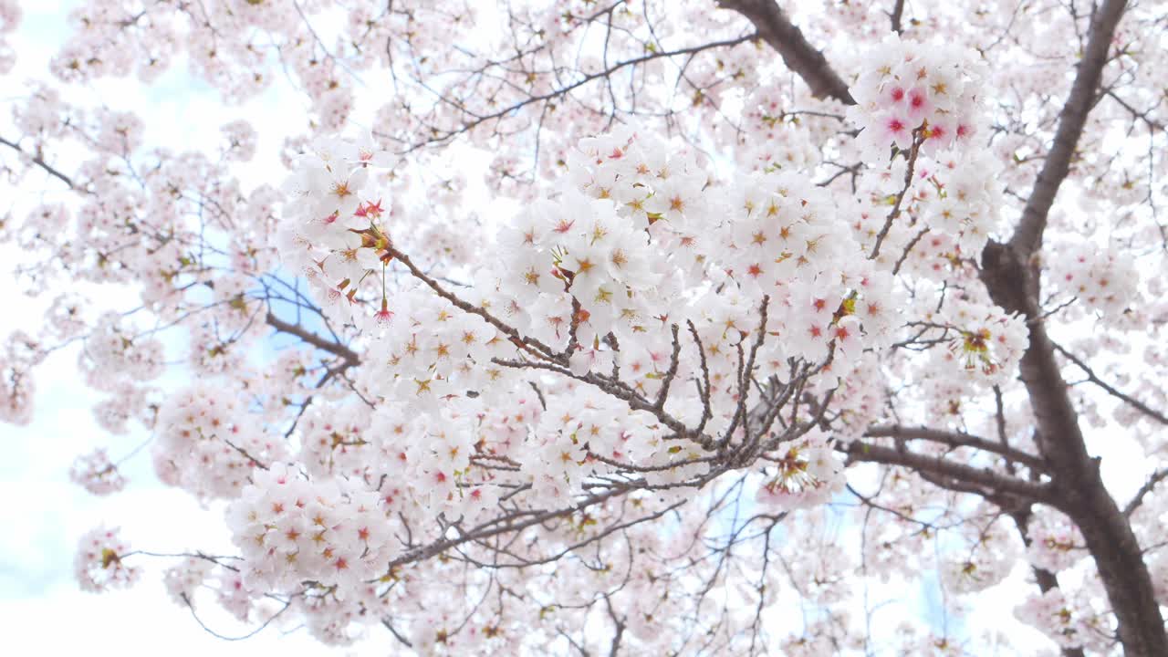 盛开的樱花在风中摇曳视频素材