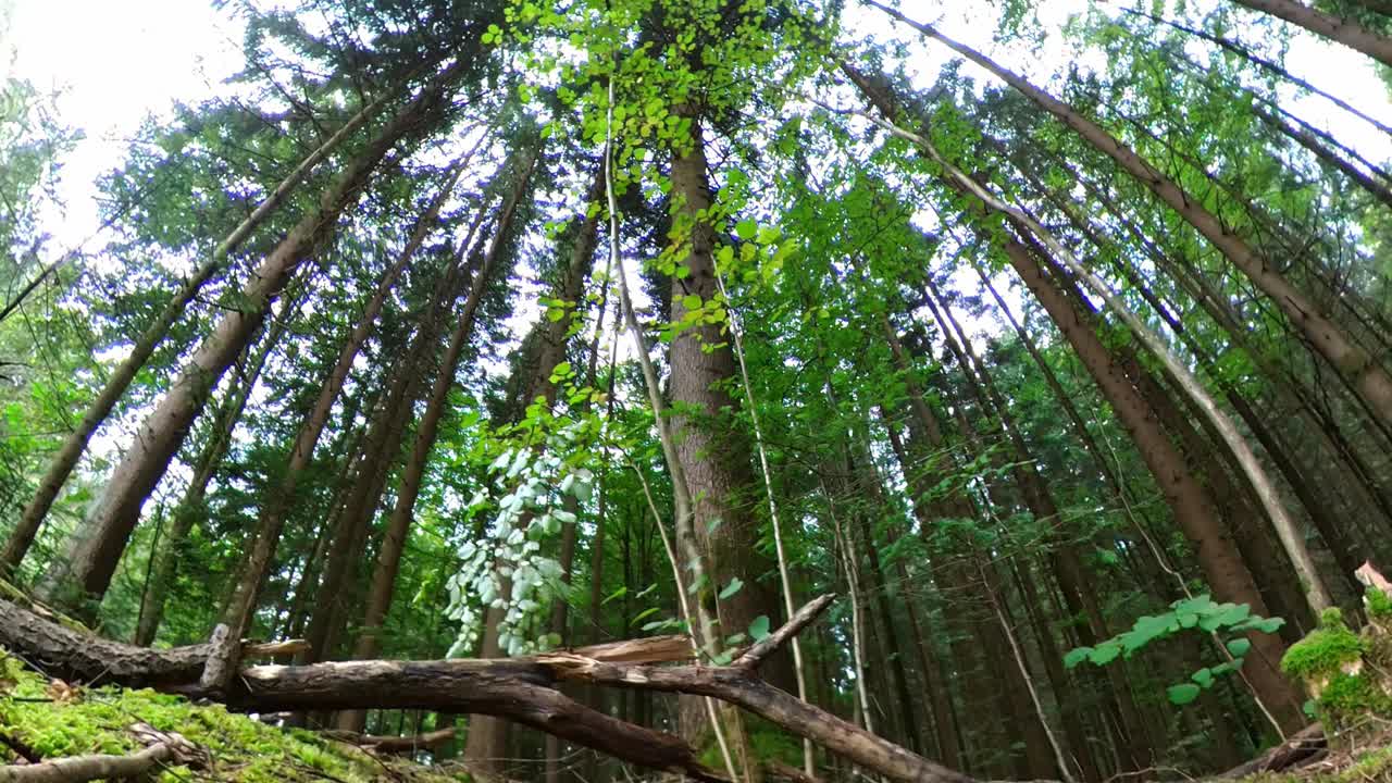 德国，森林里长满苔藓的地面上，一只蘑菇的特写镜头视频素材