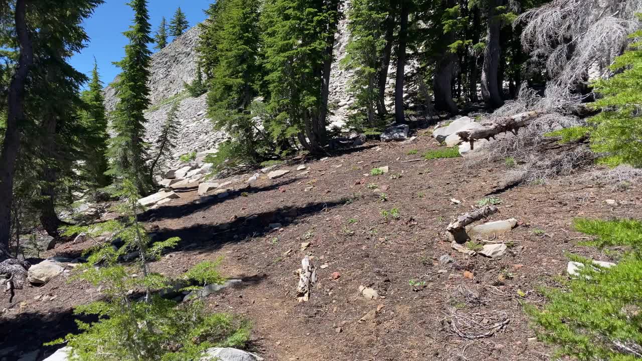 一个有树和几块石头的岩石山坡视频素材