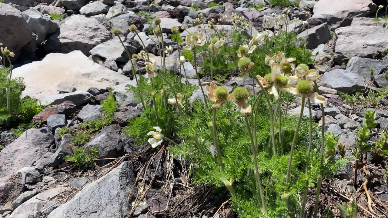 一束花生长在岩石山坡上视频素材