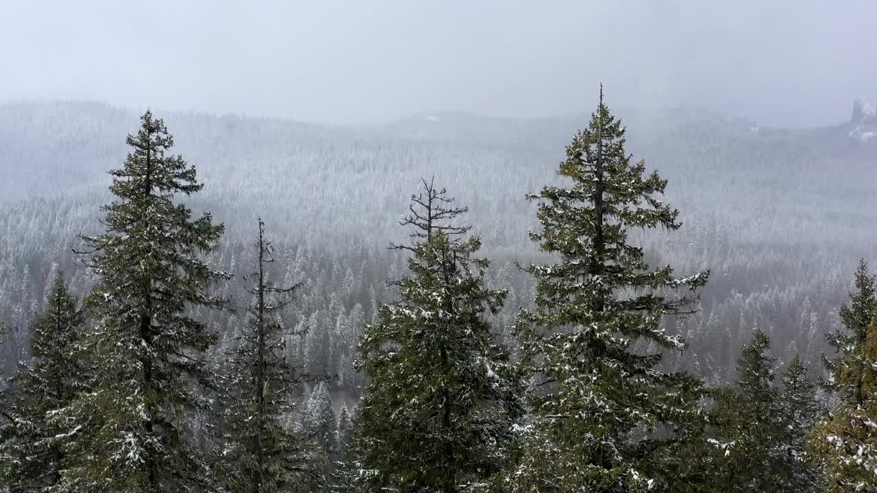 树木被雪覆盖的雪山视频素材