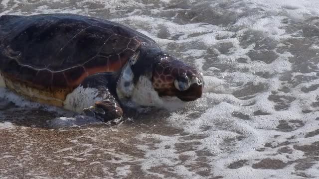 海龟在沙滩上caretta caretta死去的希腊preveza视频下载