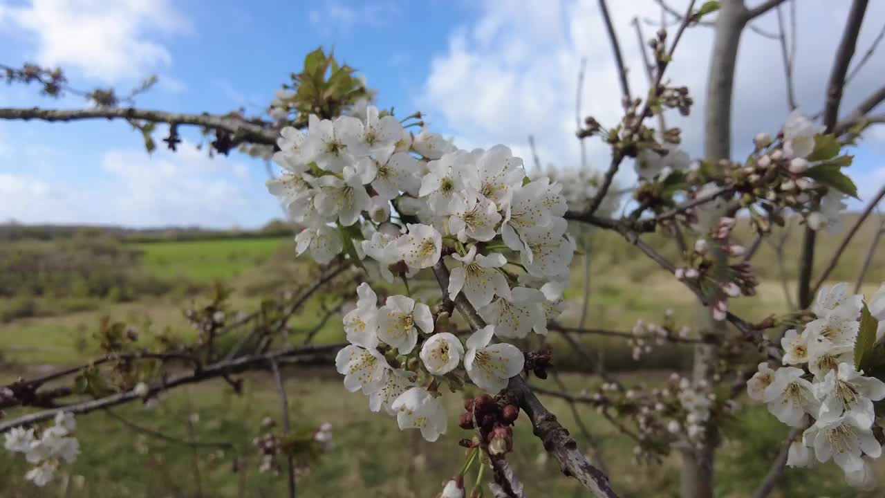 野山楂花视频下载