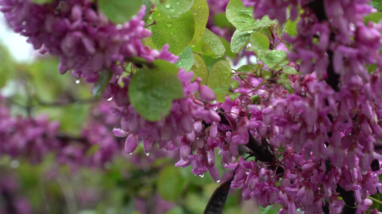 雨后紫荆花视频素材