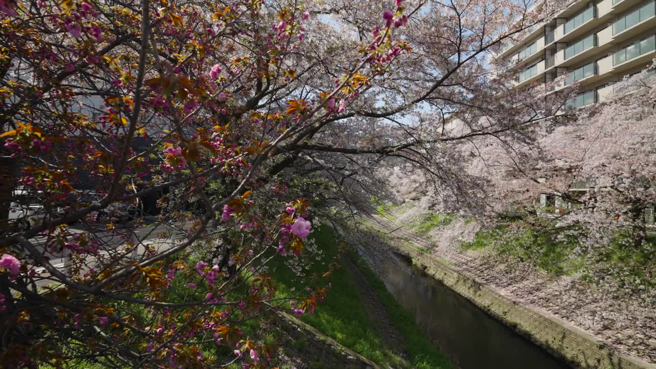 樱花盛开视频下载