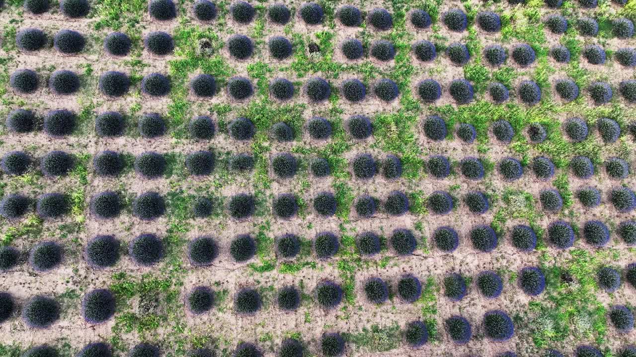 土耳其的薰衣草田。视频下载