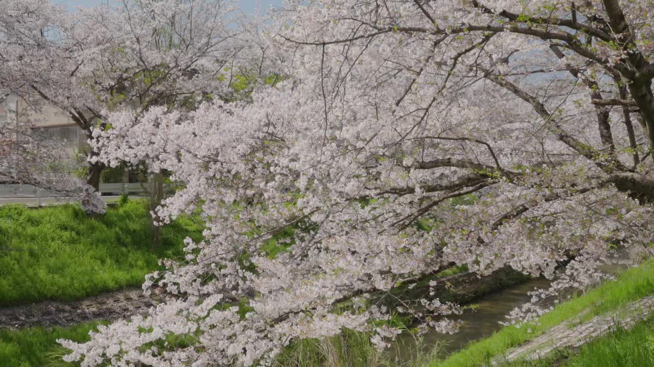 樱花盛开视频素材