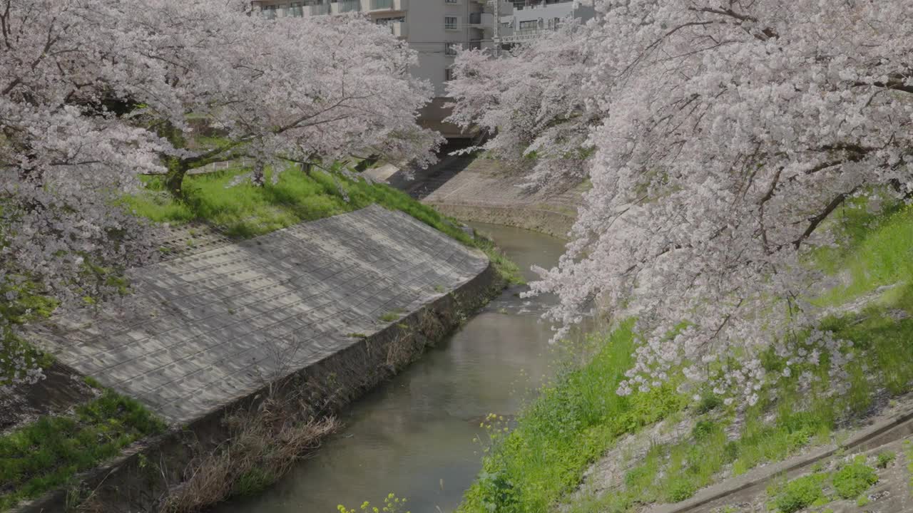 樱花盛开视频素材