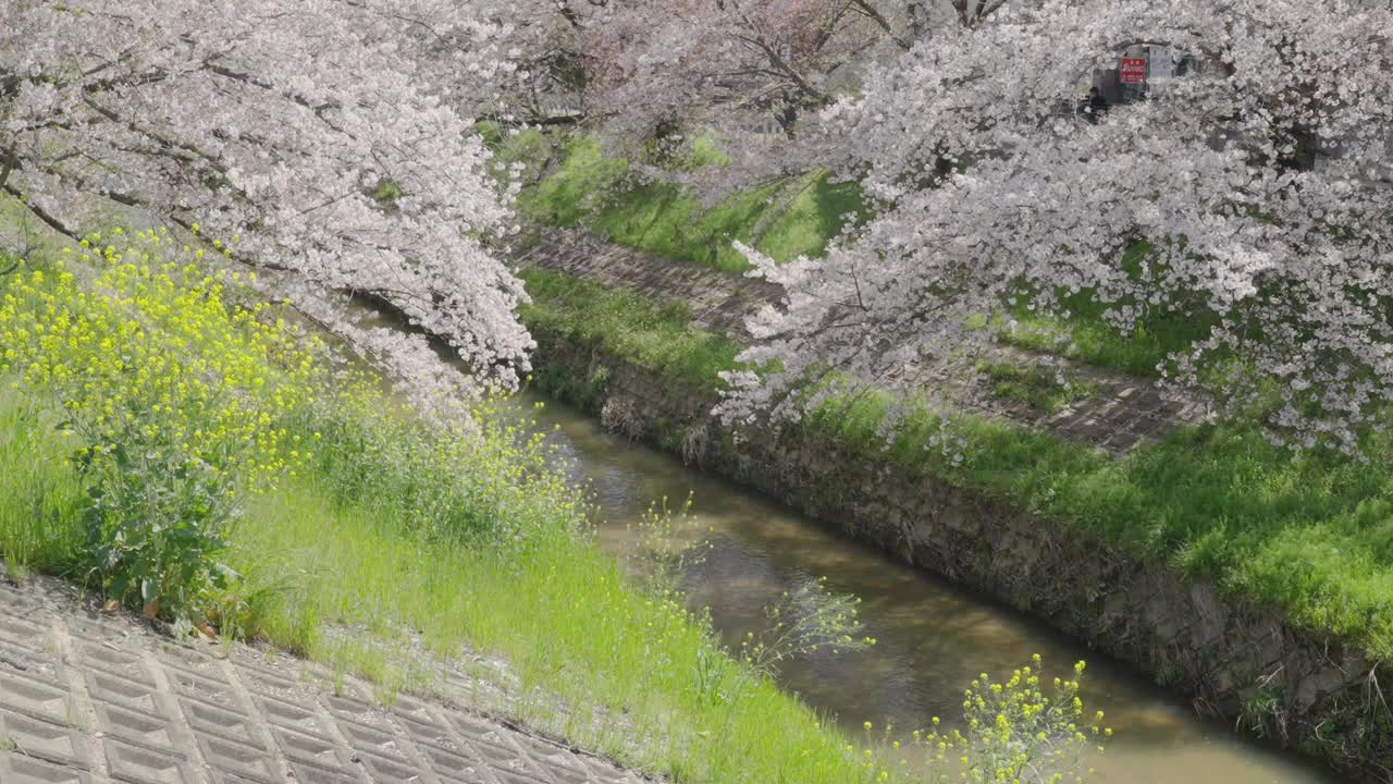 樱花盛开视频素材