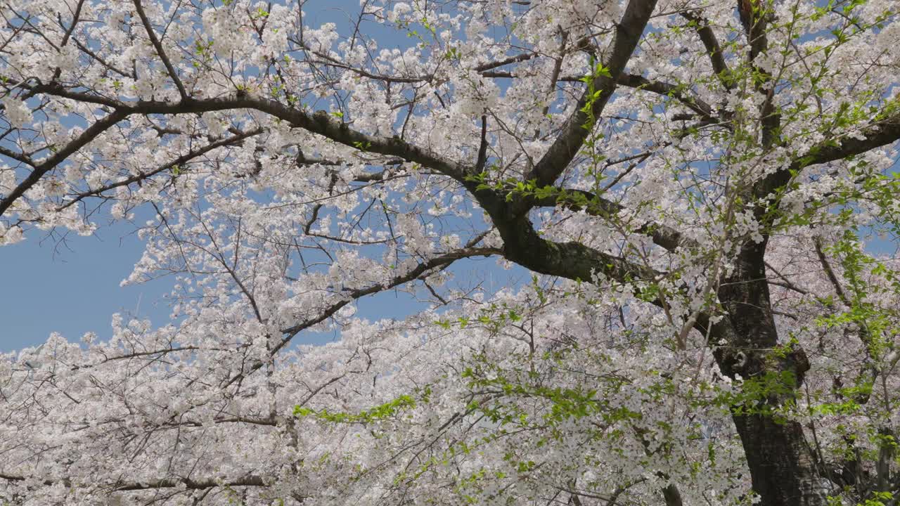 樱花盛开视频下载