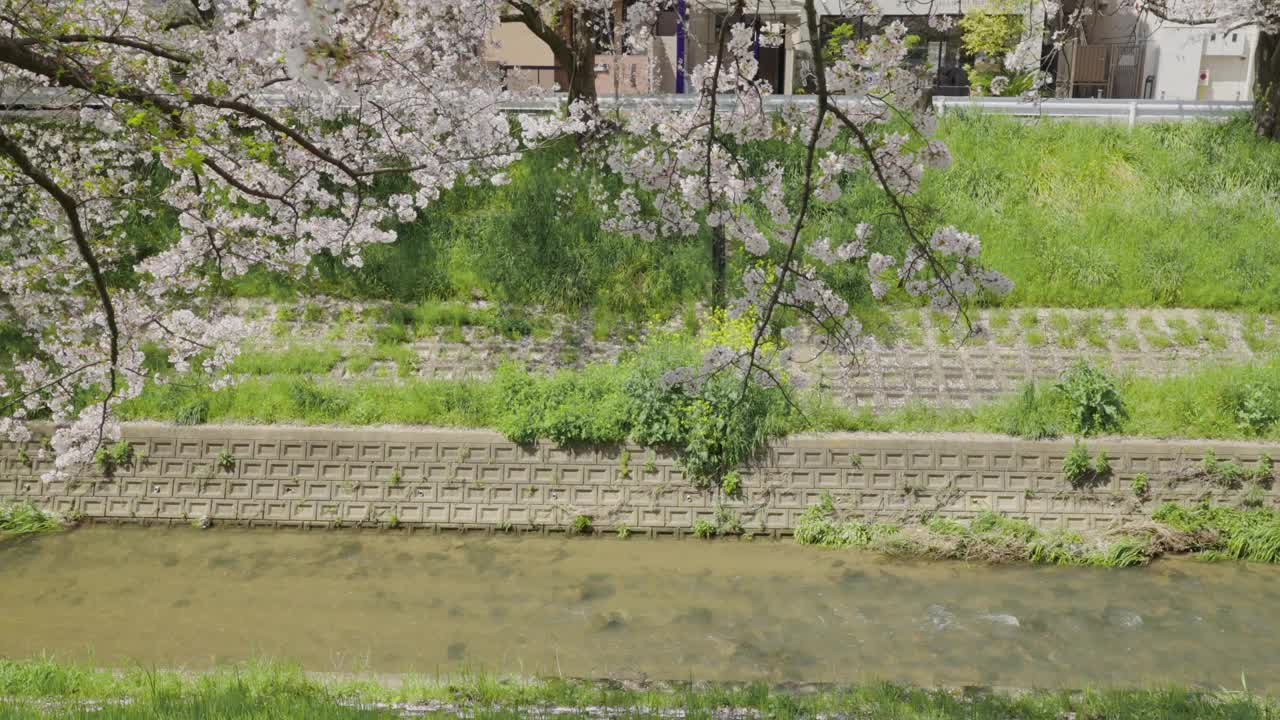 樱花盛开视频下载