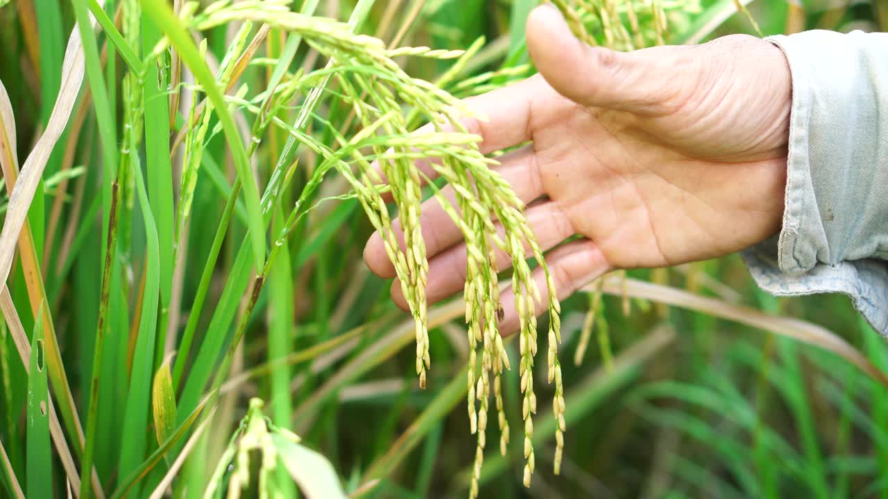 稻田里的米粒特写镜头。视频素材