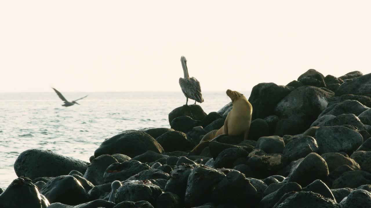 海狮和鹈鹕在岩石上享受着海风。视频素材