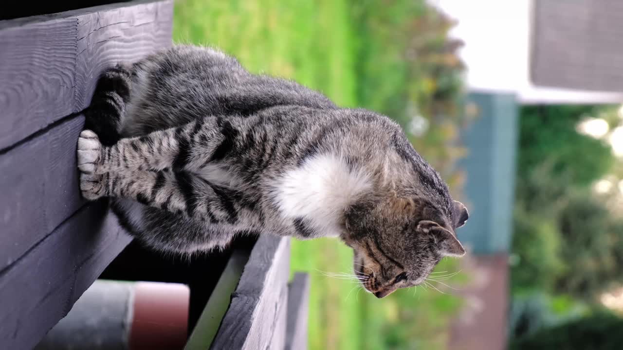 灰色美丽可爱的猫坐在户外绿色的草地背景。特写镜头。垂直慢动作。流浪宠物四处张望。帮助无家可归的动物的概念。环顾四周，看着镜头视频素材