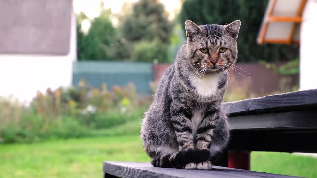 灰色的虎斑猫坐在户外绿色的草地上。特写镜头。缓慢的运动。流浪宠物四处张望。帮助无家可归的动物的概念。环顾四周，看着镜头。高画质4k视频素材